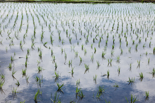 Sparse rice seedlings in reflective water