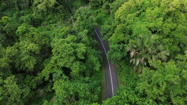 Aerial drone footage of a stunning panorama of Baluran Forest, in Baluran national park, at sunset, with a vast dry savannah and a group of cows passing by, in Situbondo regency, Java, Indonesia