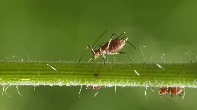 aphids hanging on a plant stem sucking