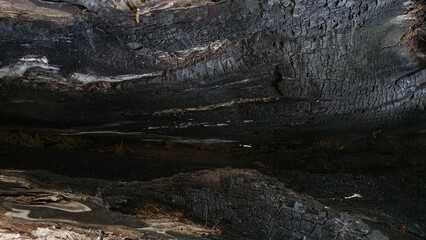 Close-up of a hollow, charred tree trunk showing cracked, blackened wood and carbonized texture. The image captures the aftermath of fire damage in nature, highlighting dramatic details of burnt bark  © Muli4ka