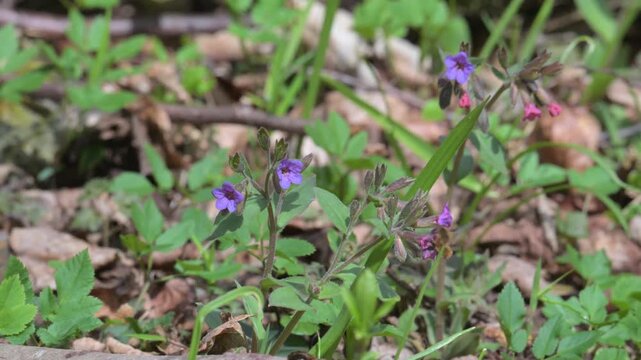 large, or dark-edged, or greater bee-fly (Bombylius major) feeding and pollinating purple flowers