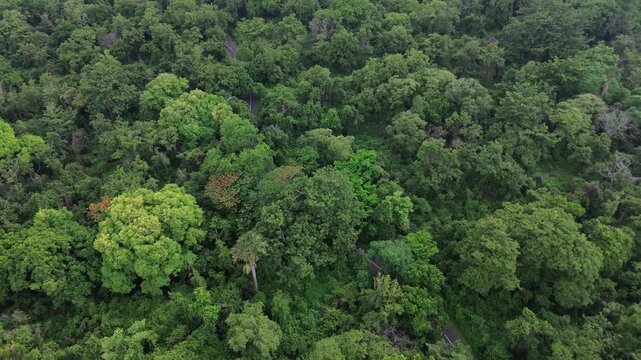 Aerial drone footage of a stunning panorama of Baluran Forest, in Baluran national park, at sunset, with a vast dry savannah and a group of cows passing by, in Situbondo regency, Java, Indonesia