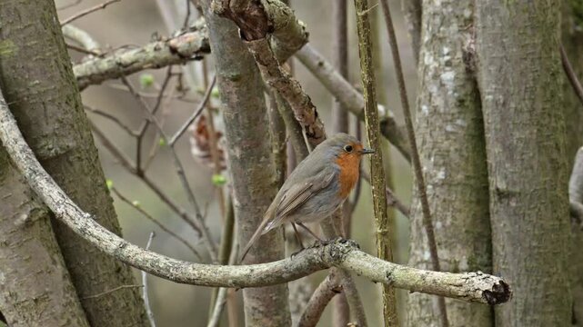 European robin redbreast (Erithacus rubecula) bird