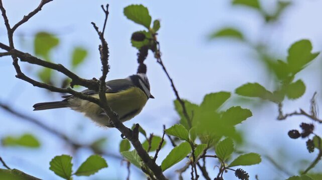 Eurasian blue tit (Cyanistes caeruleus) bird singing on a branch