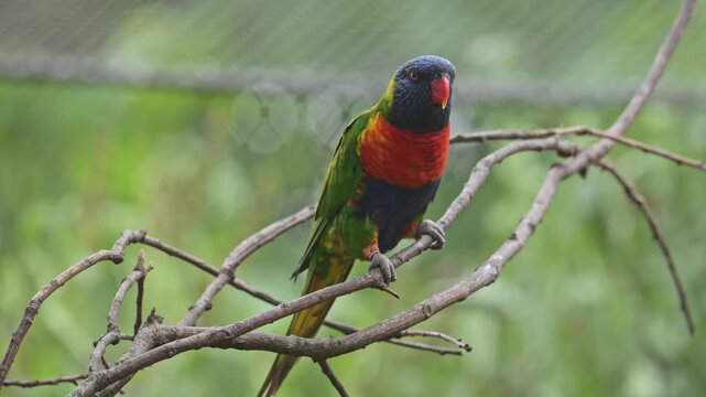 rainbow lorikeet (Trichoglossus moluccanus) parrot on a branch