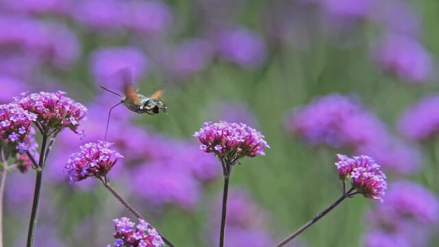 hummingbird hawk-moth (Macroglossum stellatarum) flying around and pollinating flowers in slow motion
