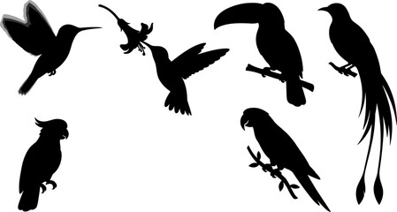 Tropical Birds Silhouette Set Featuring Hummingbirds Toucan Parrot Cockatoo and Exotic Long Tailed Paradise Bird for Jungle Wildlife and Nature Conservation Graphic Designs © Mdsumon