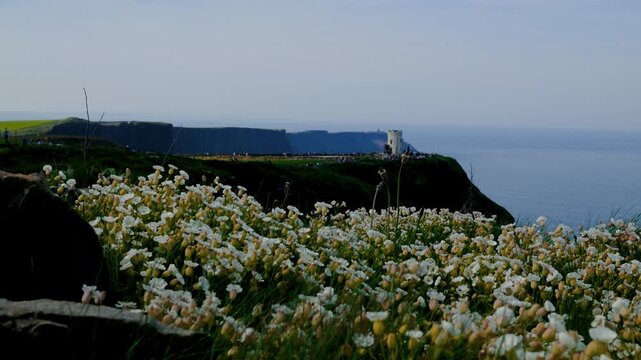 Blooming wildflowers frame a scenic view of O'Brien's Tower and the Cliffs of Moher, Ireland, overlooking the Atlantic Ocean. Peaceful coastal landscape with lush green cliffs under clear summer sky.