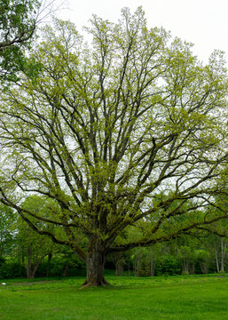 summer landscape with a large oak tree, sunny, bright and colorful day, Meru oak near Meru manor,
