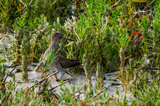 a redshank (tringa totanus) stands well camouflaged in shallow water 