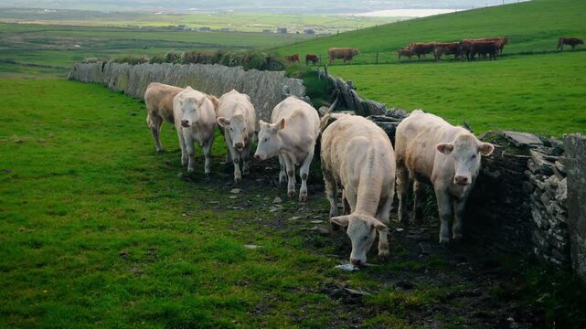White cows grazing along a traditional stone wall in the green Irish countryside. Peaceful rural landscape with rolling hills, farmland and livestock, showcasing the natural beauty of summer Ireland.