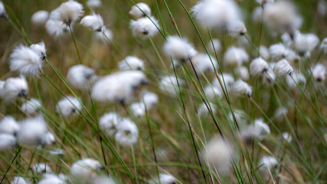 view of white spilves flowers in the swamp, Eriophorum, Spilves is a genus of the sedge family, swamp vegetation, spring