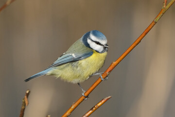 Eurasian blue tit (Cyanistes caeruleus) perched on a branch in natural habitat © Badr