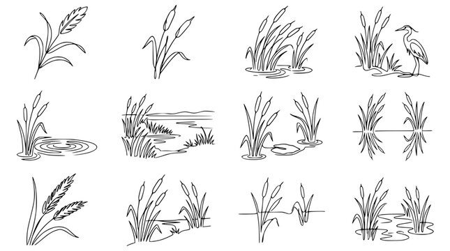 Set of hand-drawn reeds and marsh scenes in outline sketch style