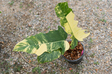 Closeup to Fresh leaf of philodendron florida beauty mayoi x florida beauty tortum  © rukawajung