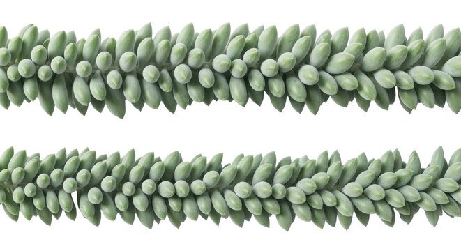 Three parallel horizontal rows of cascading bluish-green succulent pads with a glaucous finish, macro detailed and isolated on a transparent background, serene botanical design concept