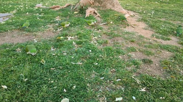 Flock of green monk parakeets searching for food on the ground, dynamic tracking shot of wild birds pecking the lawn near tree roots in a Barcelona public park