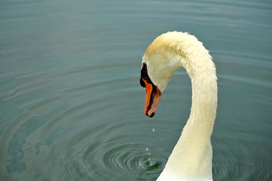 Beautiful elegant swan preening by the waterside