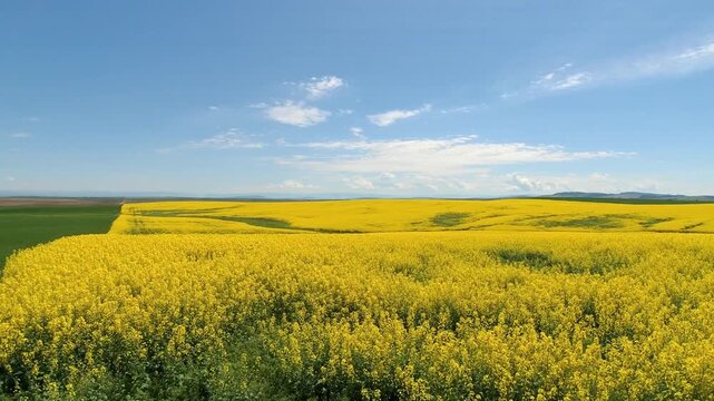 drone photo aerial of yellow canola fields on the Camas Prairie in Idaho 