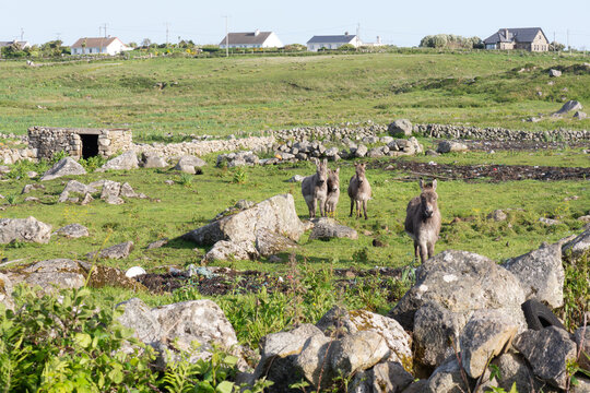 Four Donkeys Grazing in County Galway Ireland