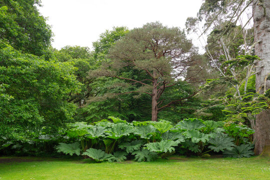 Giant Foliage at Muckross Gardens Ireland