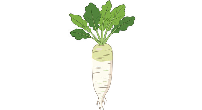 Fresh organic daikon radish with green leafy tops and a white root showing a transition to light green near the stem on white background.