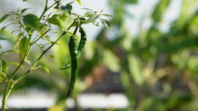 Close-up footage of healthy green chili peppers moving naturally with soft wind in a home garden. Suitable for agriculture and organic food projects.