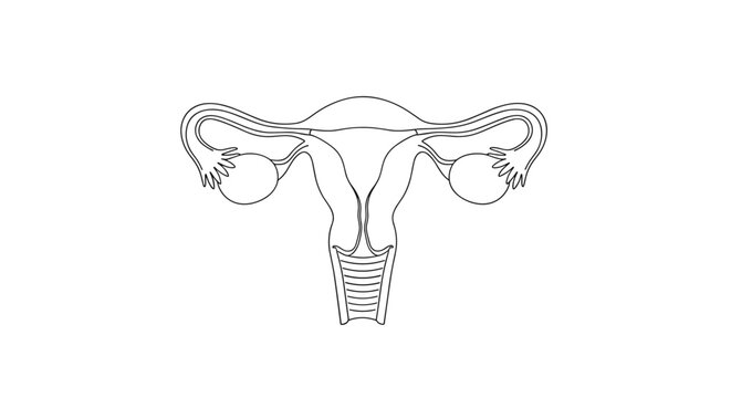 Human female reproductive system anatomy featuring the uterus fallopian tubes and ovaries shown in a detailed line drawing.