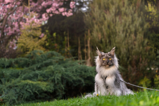 Silver Black smoke long haired Maine Coon kitten with yellow eyes, sitting on the green grass in the spring garden and looking straight to the camera, with harness and leash.
