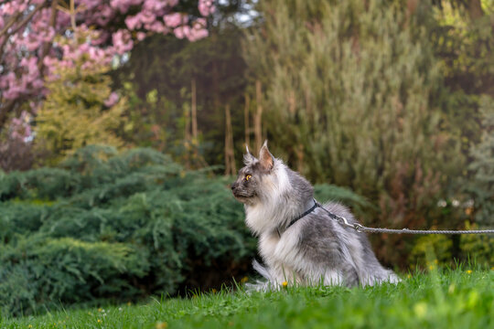 Silver Black smoke long haired Maine Coon kitten with harness and leash sitting on the green grass in the spring garden.