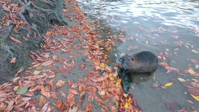 Coypu (Nutria) stands in water, leaning its front paws on coastal stone and looking at camera, turns around and swims away, Slow motion. Natural autumn scene with Coypu among fallen leaves.