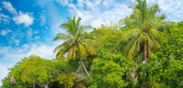 Tropical Green Palms and Jungle Trees Under Beautiful Blue Sky Scenic Panoramic Landscape of Exotic Coconut Palm Trees and Foliage