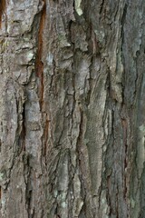 Fototapeta premium Close Up Texture of Gnarled Tree Bark Peeling and Cracking. Wooden background or background kayu