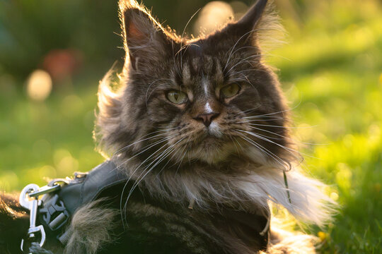 Portrait of the blotched tabby bicolor long haired Maine Coon cat with almond-like green eyes, looking directly to the camera, with harness and leash on, against strong golden sunlight.
