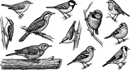 Vintage Songbird and Woodpecker Engraving Style Vector Set with Wild Birds Perched on Branches and Logs for Ornithology Graphic Design Assets © Sobuj