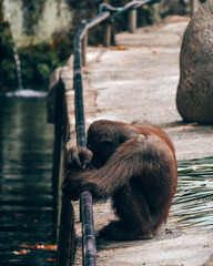 Orangutan Grooming by Water © talklikethat