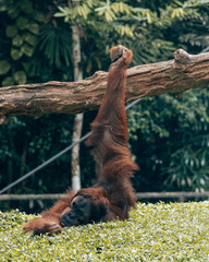Relaxed Orangutan Hanging from Tree Branch © talklikethat