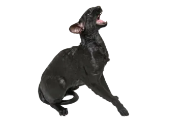 Wet black cat, black oriental cat in PNG isolated on transparent background © Pavlo Vakhrushev