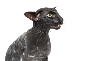 Wet black cat, black oriental cat in PNG isolated on transparent background © Pavlo Vakhrushev