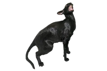 Wet black cat, black oriental cat in PNG isolated on transparent background © Pavlo Vakhrushev