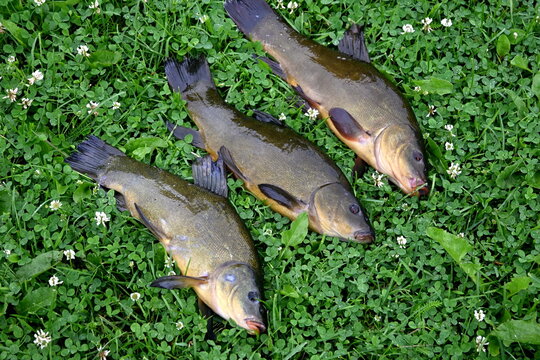 Freshly caught tench (tinca tinca) on a green grass background