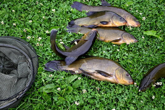 Freshly caught tench (tinca tinca) on a green grass background