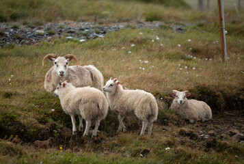 Naklejka premium An Icelandic ram stands protectively behind three young lambs in a peaceful meadow. Natural rural landscape and authentic farm life capture the beauty of Icelandic countryside.