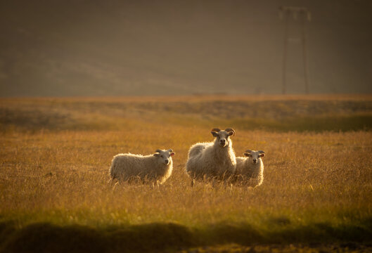 An Icelandic ewe stands with two young lambs in warm golden evening light. Peaceful rural landscape, soft backlight and natural surroundings capture the authentic beauty of Icelandic countryside.
