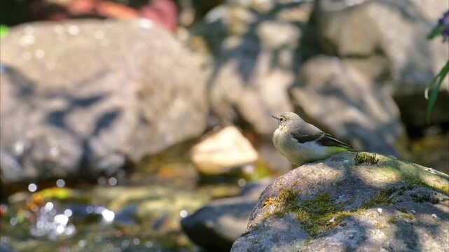 Young bird (yellow wagtail) waiting for its mother to return on a rock near the river