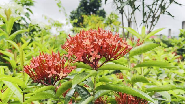 Bright Red Ixora Flowers with Green Leaves in a Garden plant bloom