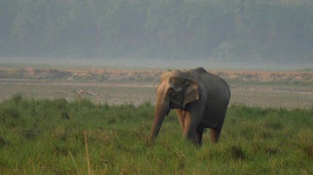 Elephant roaming near sleeping herd