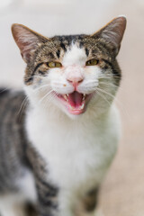 Obraz premium Domestic Tabby Cat On Sidewalk Serving View