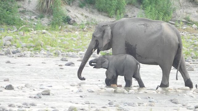 Baby elephant drinking river water with its mother.
