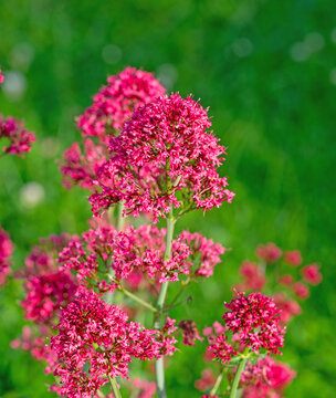Bl&uuml;hende Spornblume, Centranthus ruber, Nahaufnahme